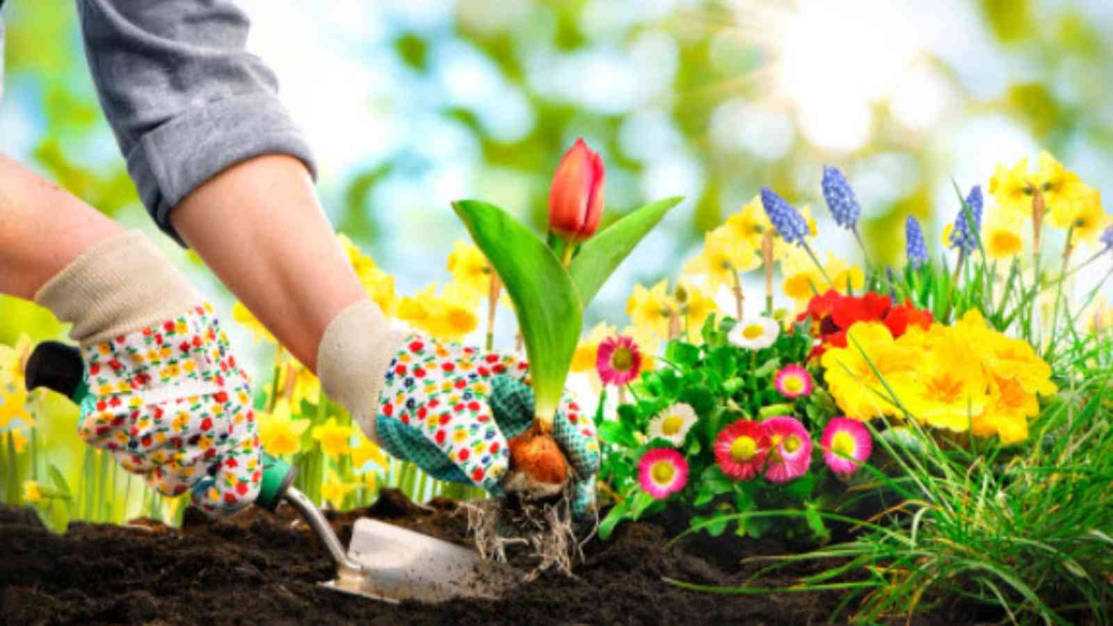 National Plant a Flower Day National Plant a Flower Day 2023: History