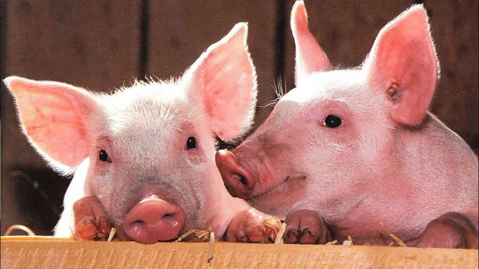 National Pig Day 2023: Date, History, Facts