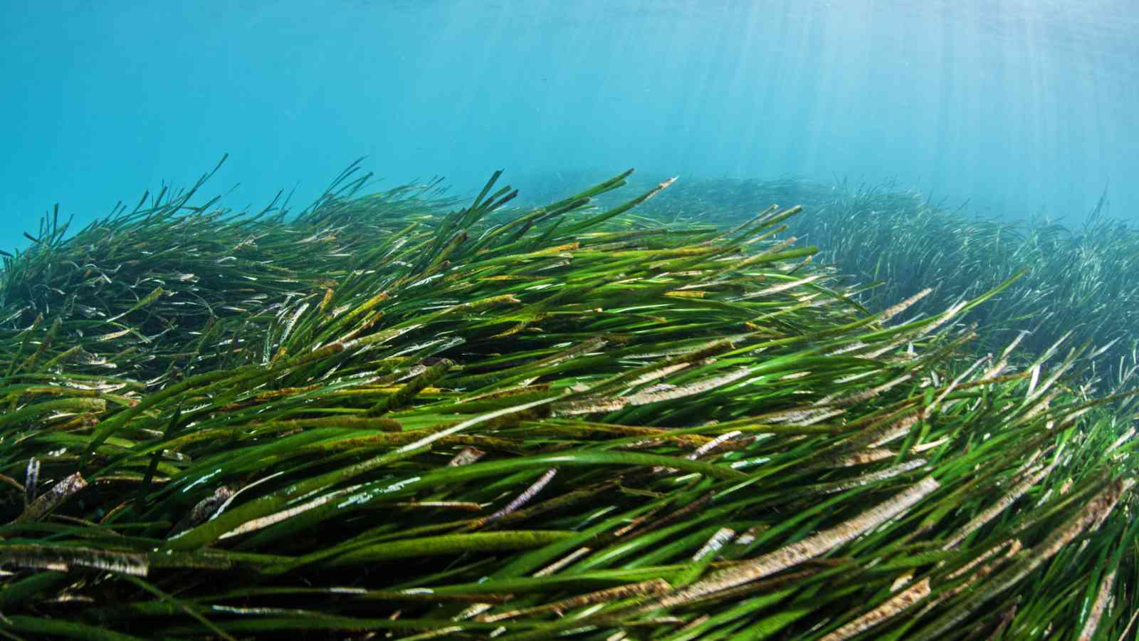 World Seagrass Day 2023: Date, History, Facts about Seagrass