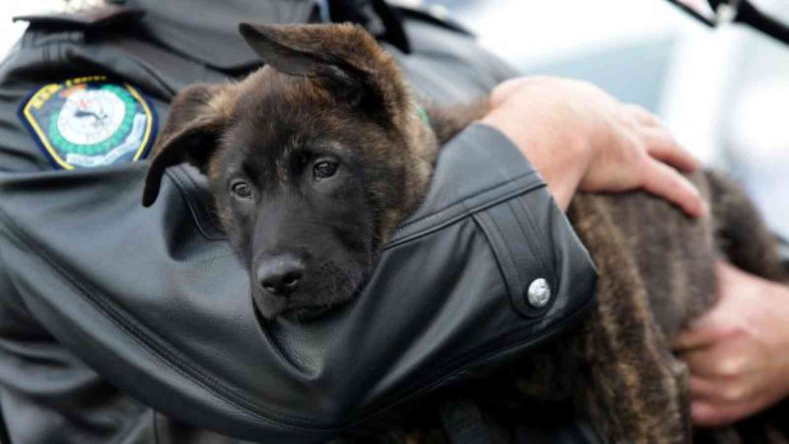 National Dog Theft Awareness Day National Dog Theft Awareness Day 2023: Date, History, Facts about Dog