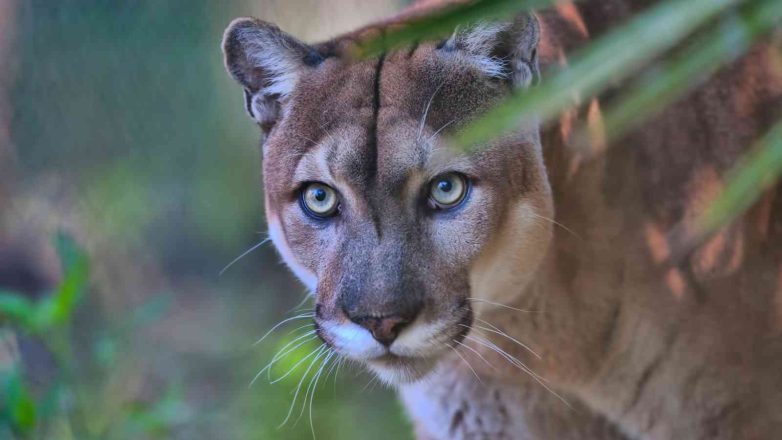 Save the Florida Panther Day 2023: Date, History, Facts about Florida