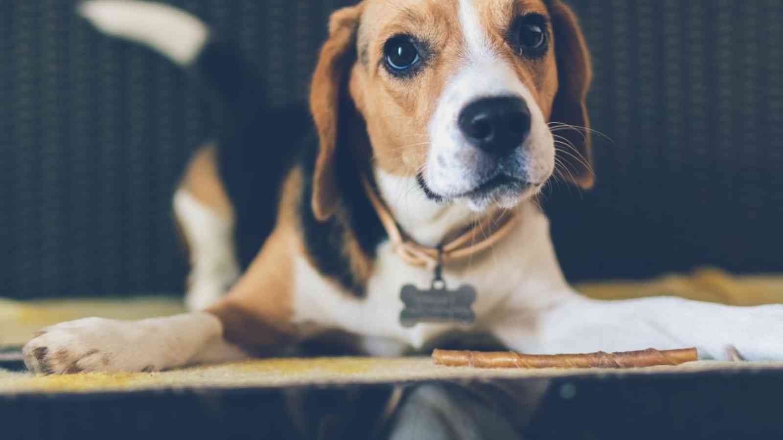 Every Day is Tag Day Every Day is Tag Day 2023: Date, History, Facts about Pets