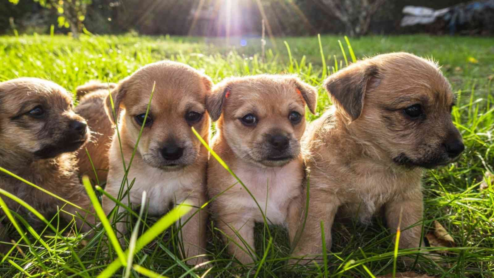 National Puppy Day National Puppy Day 2023: Date, History, Facts, Activities