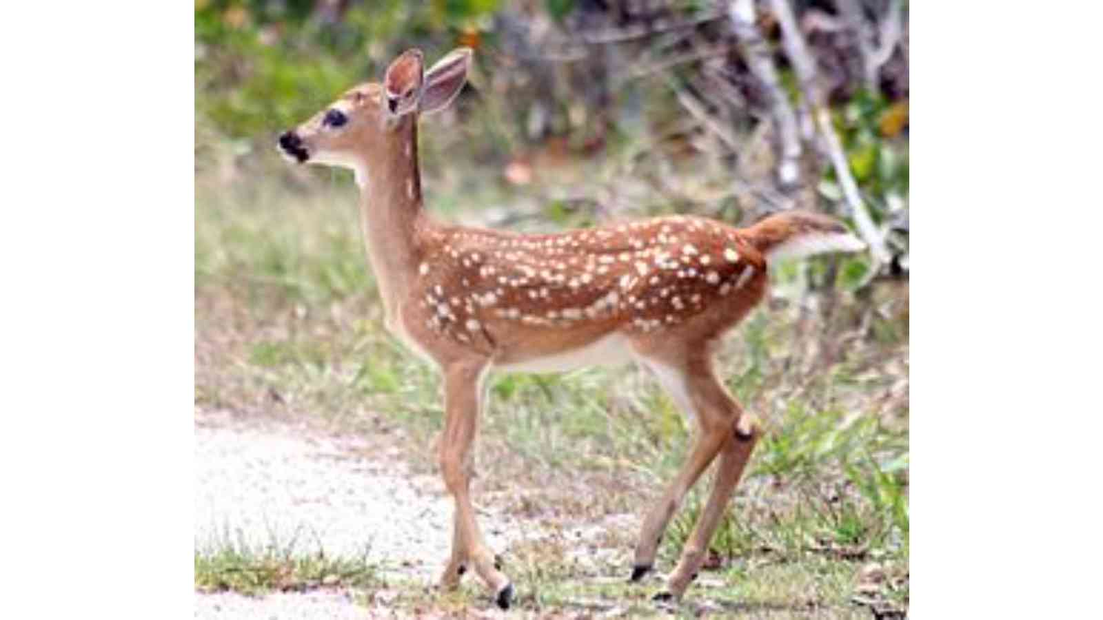 Key Deer Awareness Day 2023: Date, History, Facts about Deer