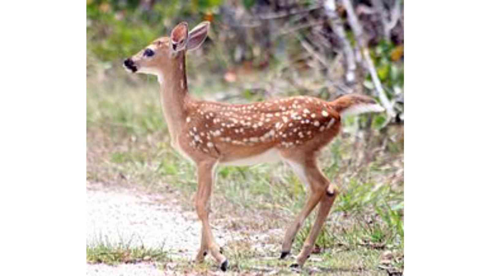 Key Deer Awareness Day 2023 Date, History, Facts about Deer