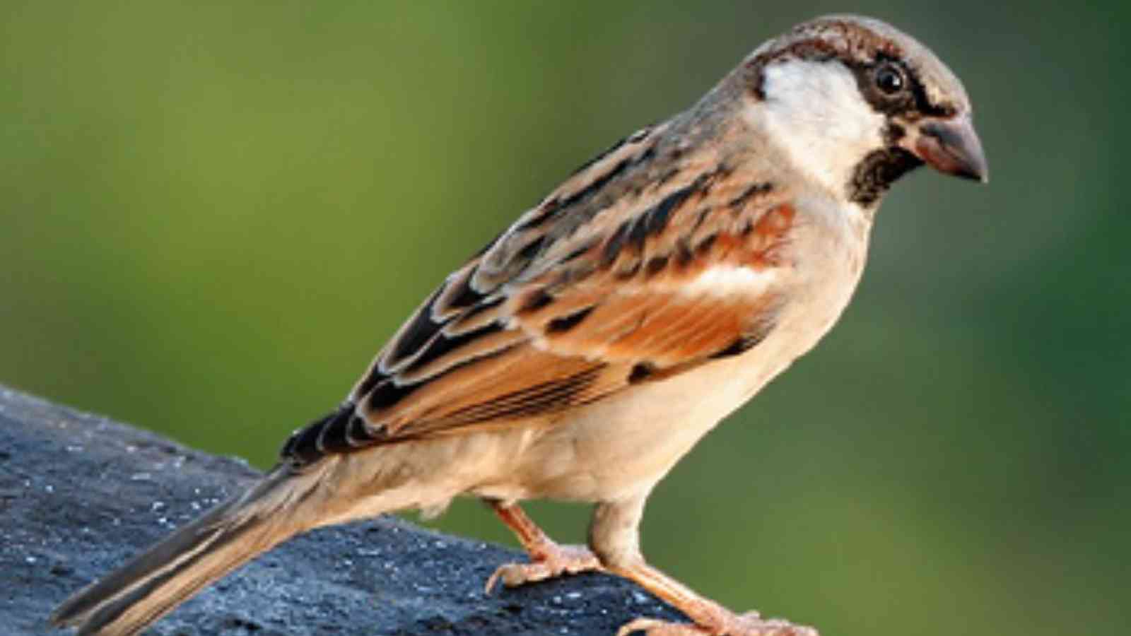 World Sparrow Day 2023: Date, History, Facts about Sparrows