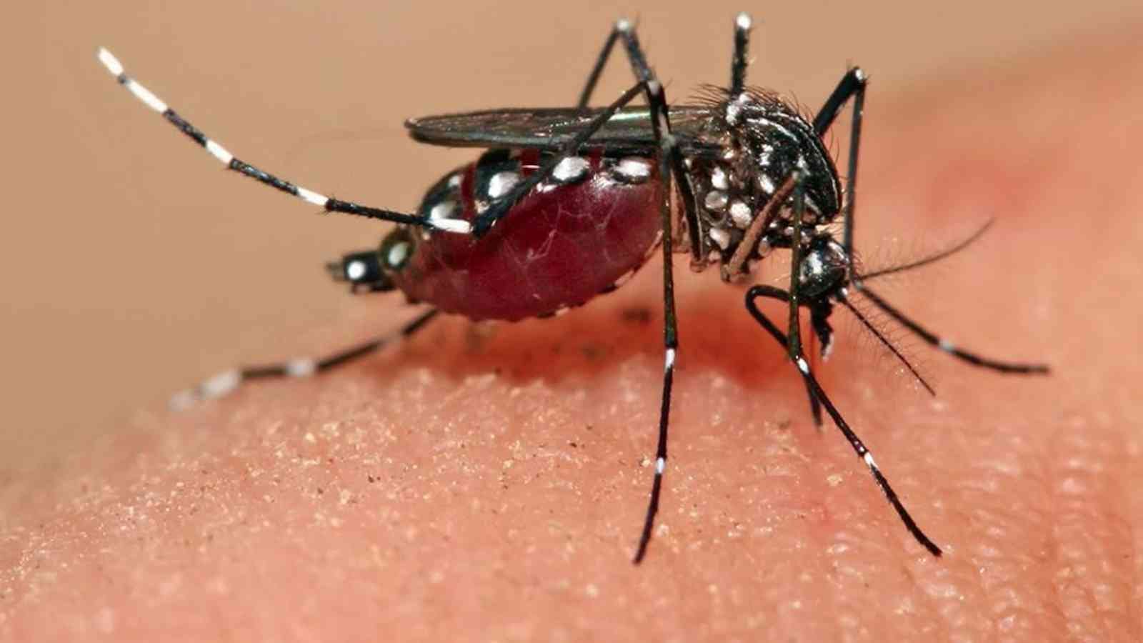World Malaria Day World Malaria Day 2023: Date, History, How to celebrate Malaria Day