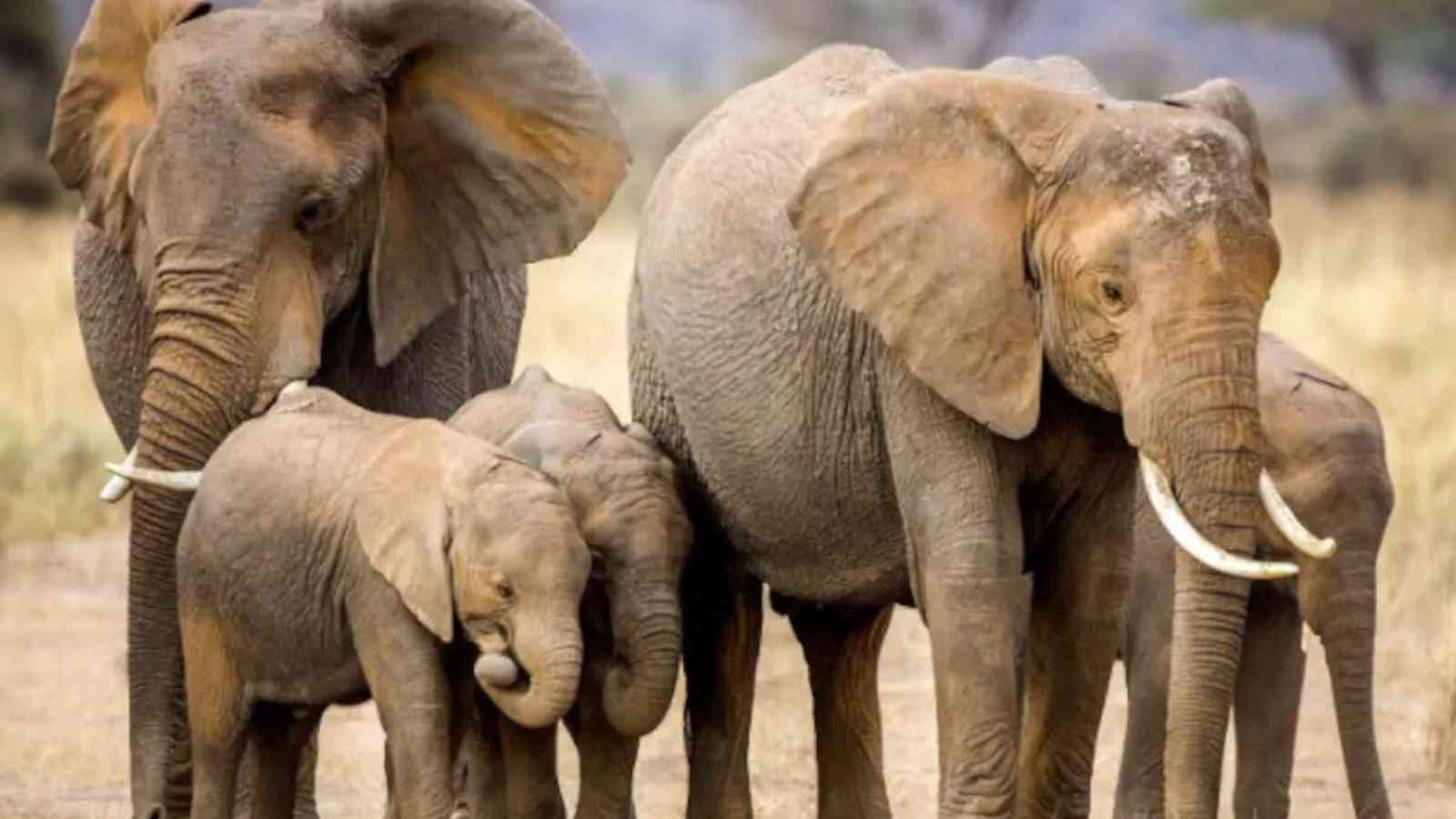 Save the Elephant Day 2023: Date, History, Facts about Elephants