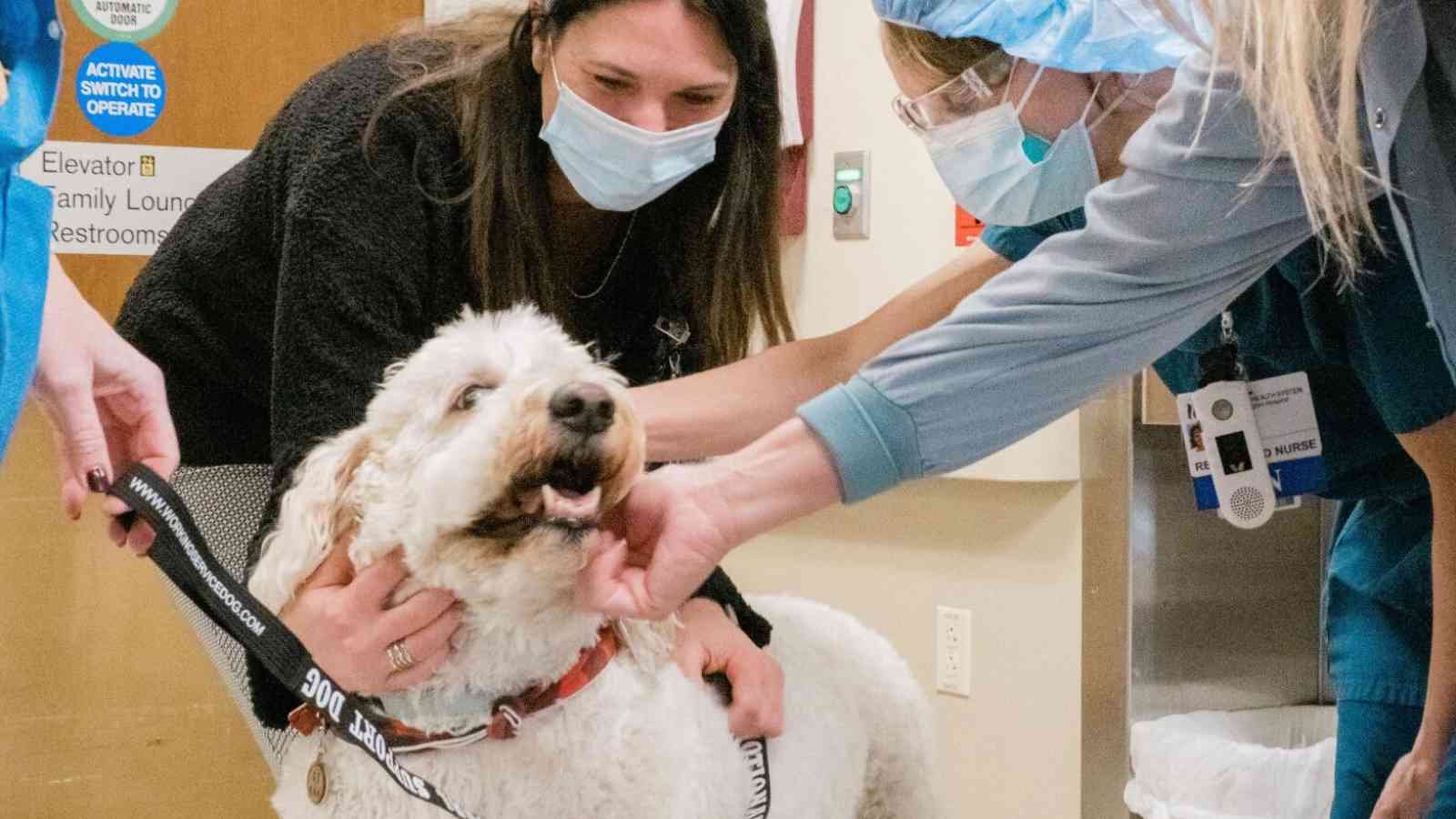 Dog Therapy Appreciation Day Dog Therapy Appreciation Day 2023: Date, History, Facts, Activities