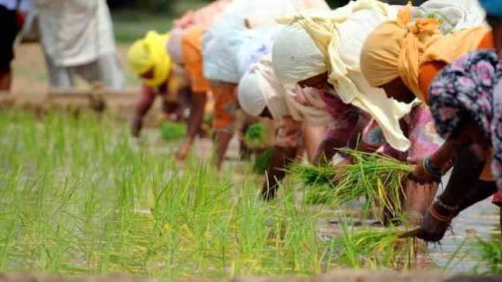 Labour and Agriculture Day Labour and Agriculture Day 2023: Date, History, Facts, Activities