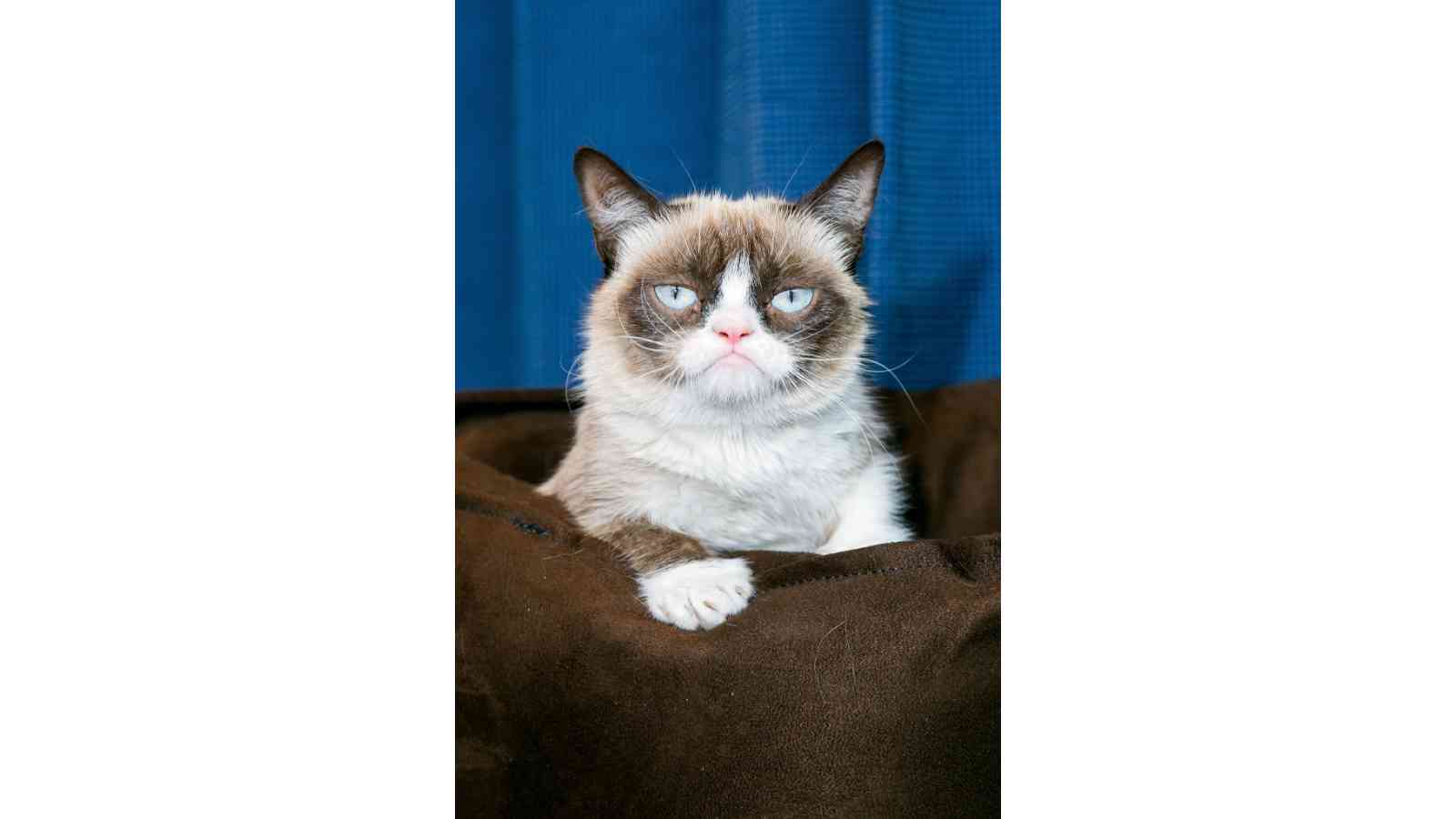 Grumpy Cat Biography: Age, Height, Birthday, Family, Net Worth