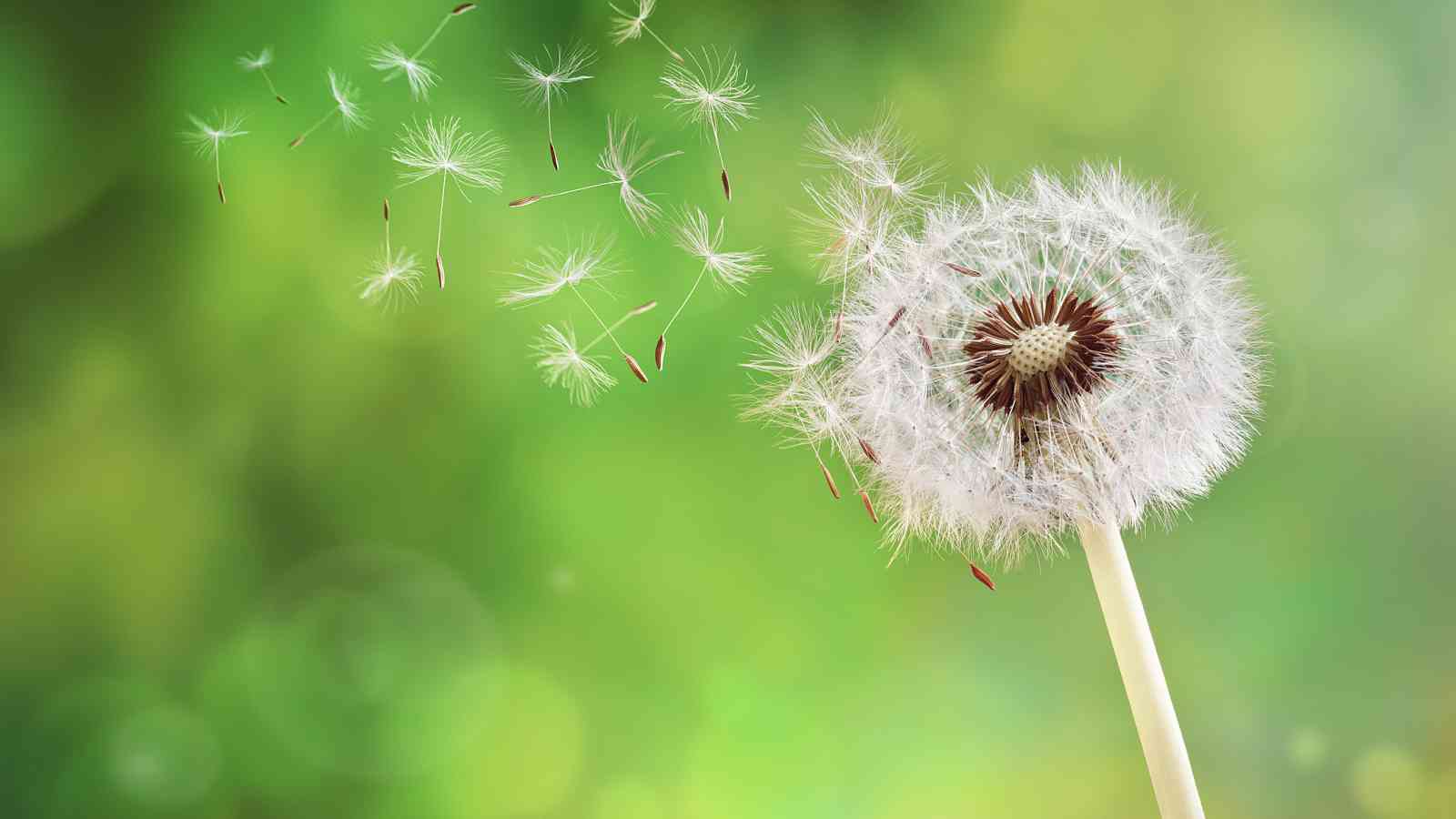 National Dandelion Day 2023: Date, History, Facts, Activities