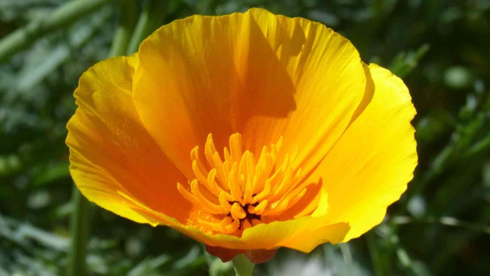 California Poppy Day 2023: Date, History, Facts, Activities