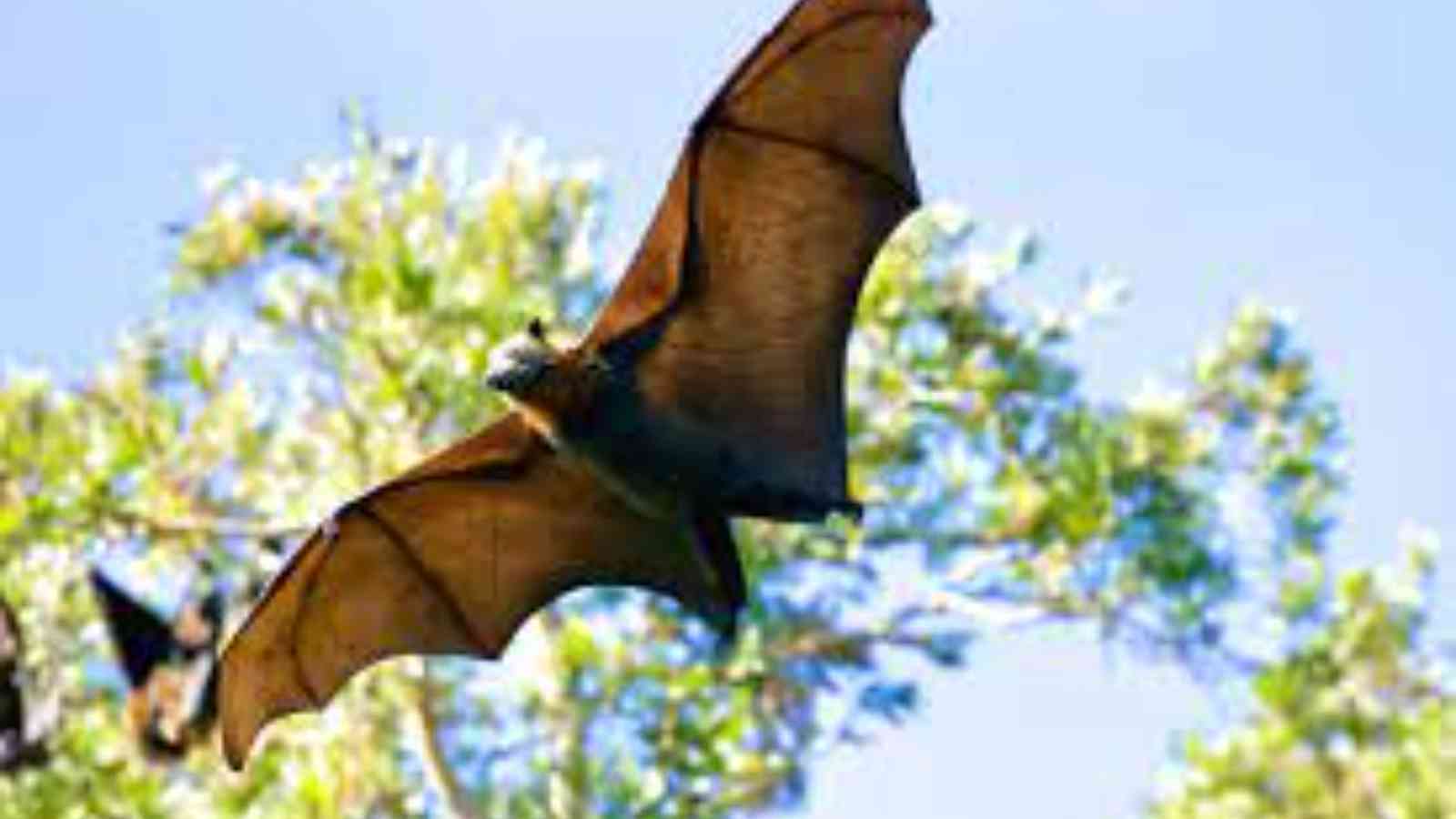 International Bat Appreciation Day 2023: Date, History, Facts, Activities