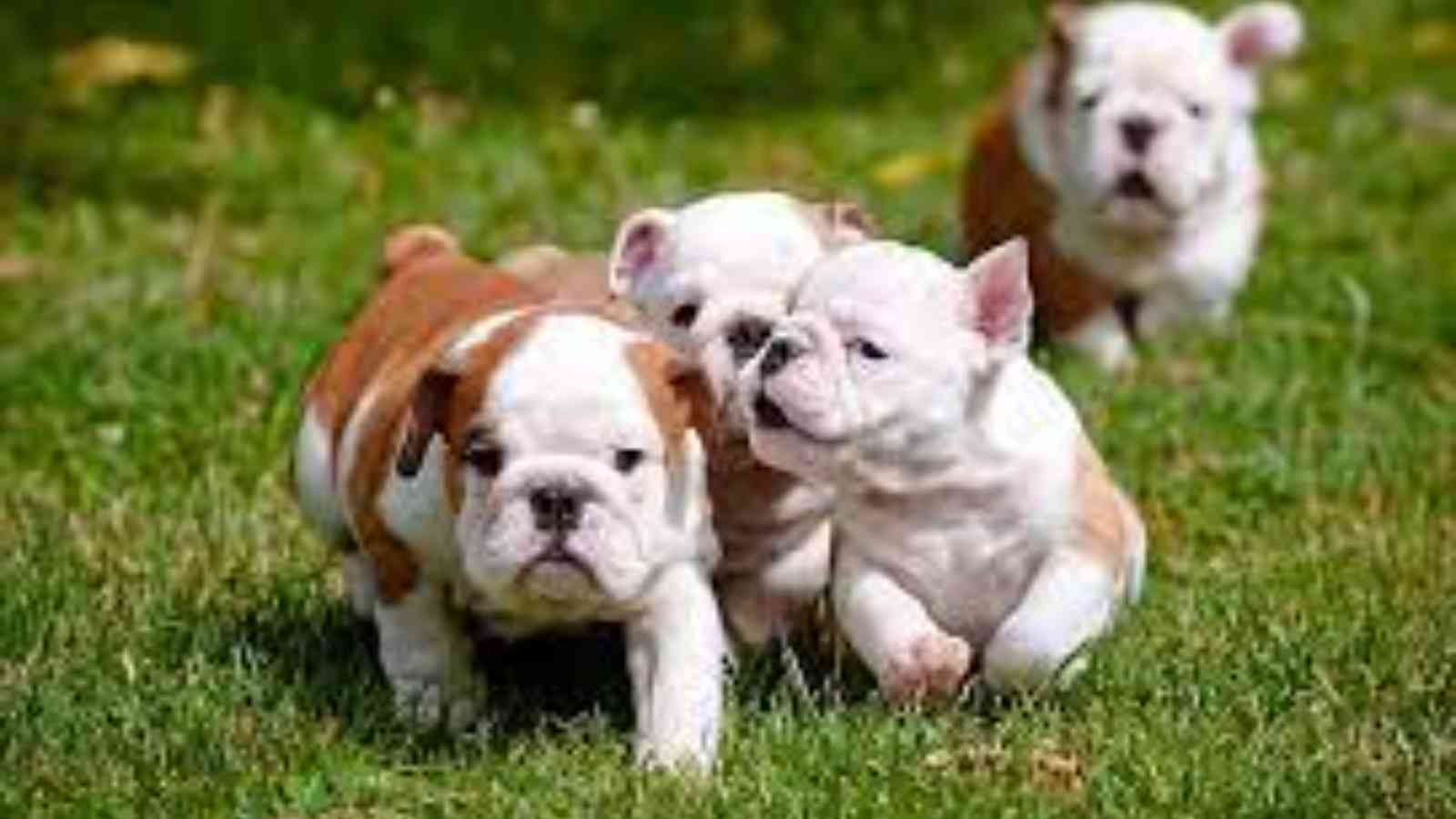 National Bulldogs Are Beautiful Day 2023: Date, History, Facts, Activities