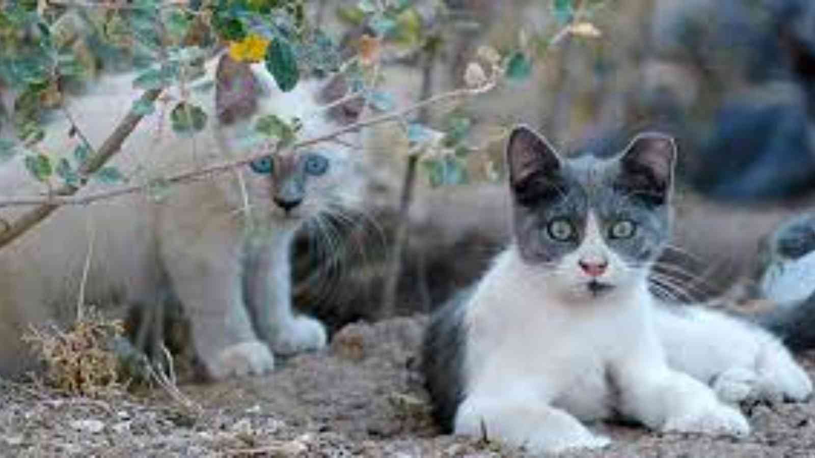 Free Feral Cat Spay Day Free Feral Cat Spay Day 2023: Date, History, Facts about Concerning Feral Cats