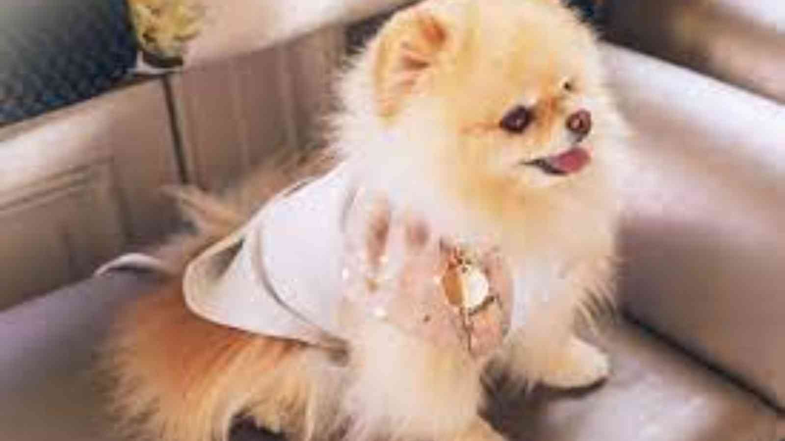 National Little Pampered Dog Day National Little Pampered Dog Day 2023: Date, History, Facts, Activities