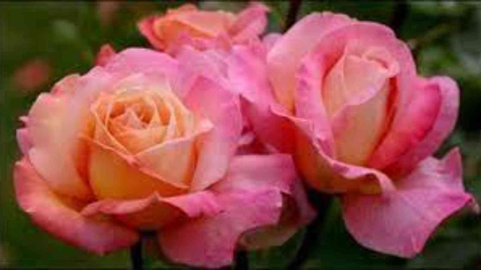 National Peace Rose Day 2023: Date, History, Facts about Rose