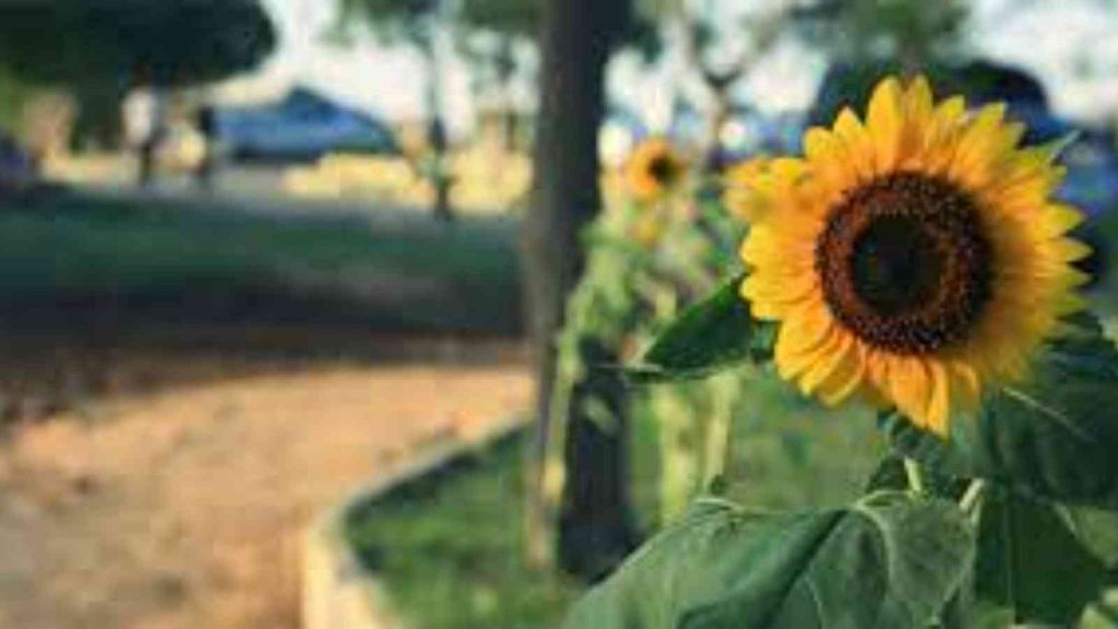 International Sunflower Guerilla Gardening Day 2023 Date, History