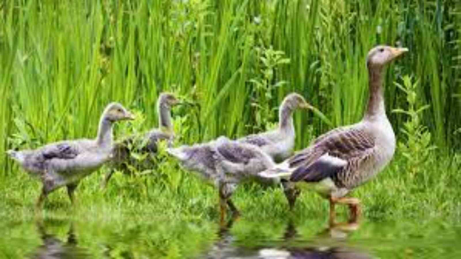 National Mother Goose Day National Mother Goose Day 2023: Date, History, Facts, Activities