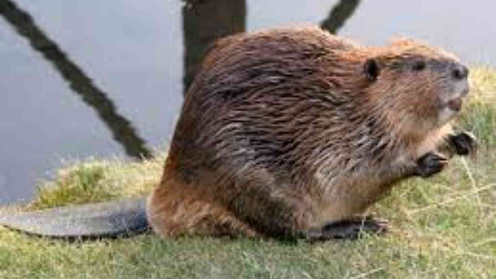 International Beaver Day International Beaver Day 2023: Date, History, Facts, Activities