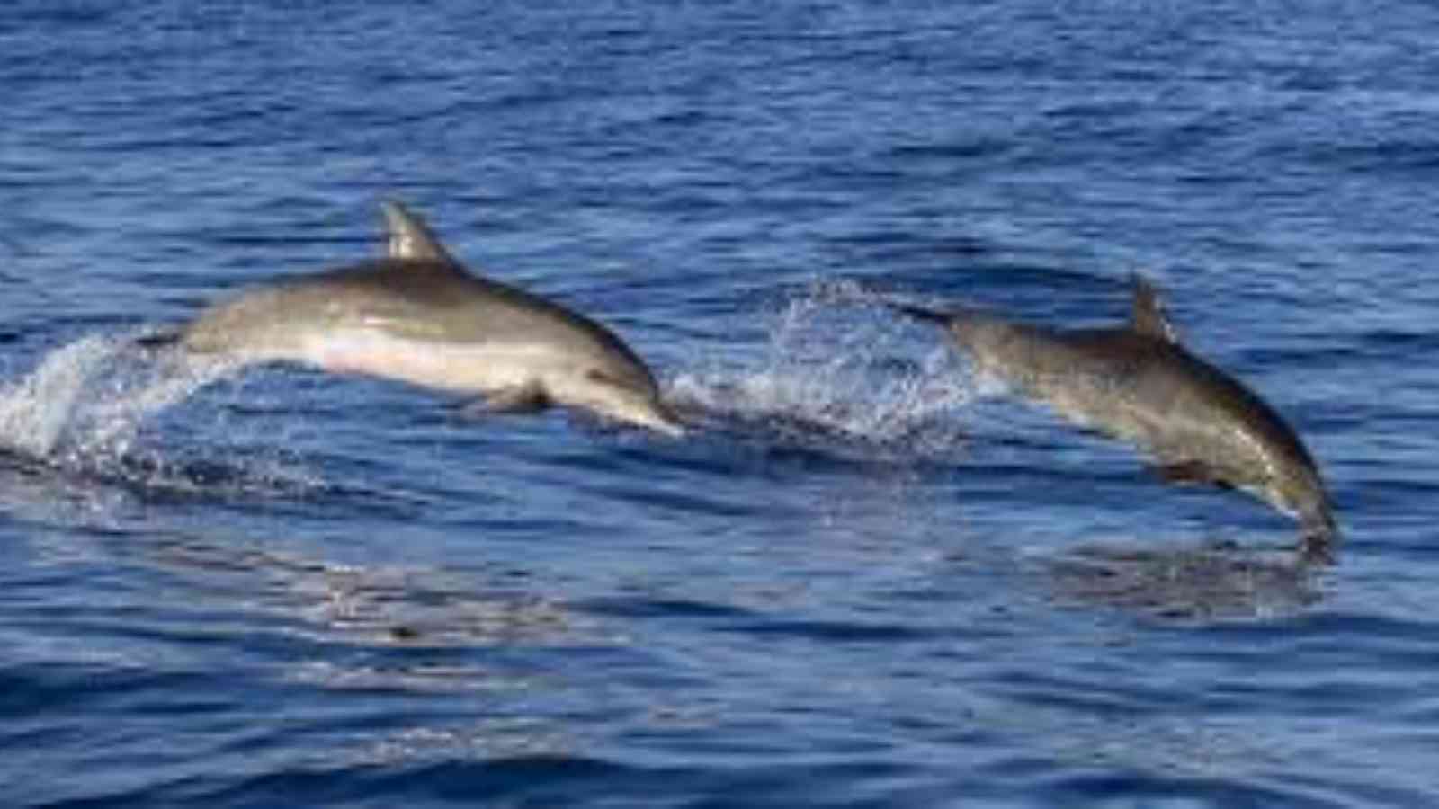 National Dolphin Day 2023: Date, History, Facts about Dolphins
