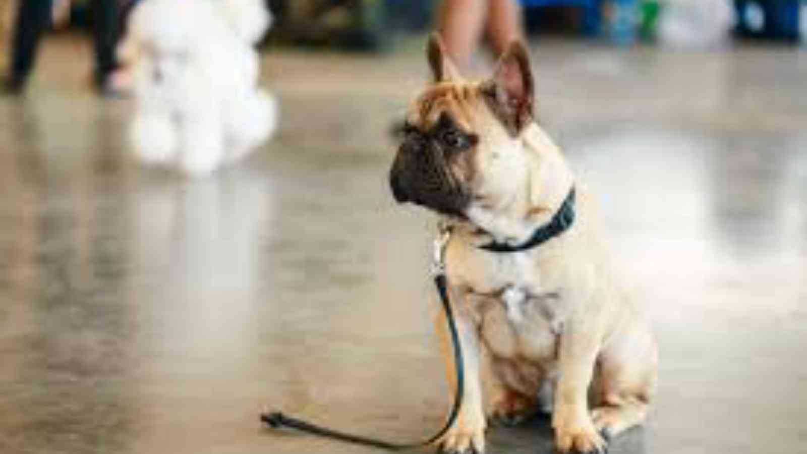National Lost Dogs Awareness Day 2023 Date, History, Facts about