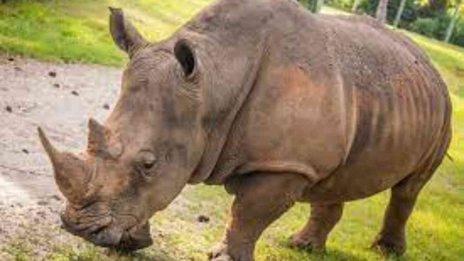 Save The Rhino Day Save The Rhino Day – May 1