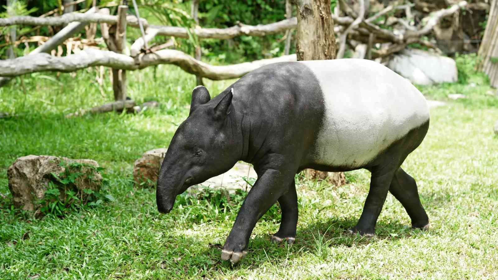 World Tapir Day 2023: Date, History, Facts about Gigantic Tapirs