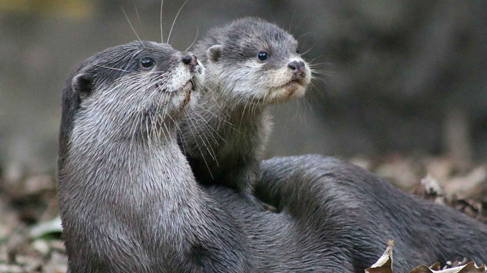 World Otter Day 2023: Date, History, Facts about Otters
