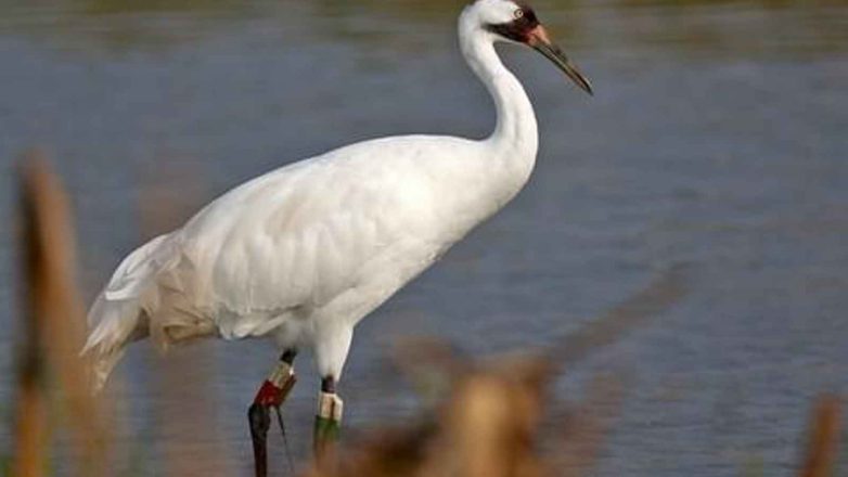 Whooping Crane Day 2023: Date, History, Facts about Whooping Crane