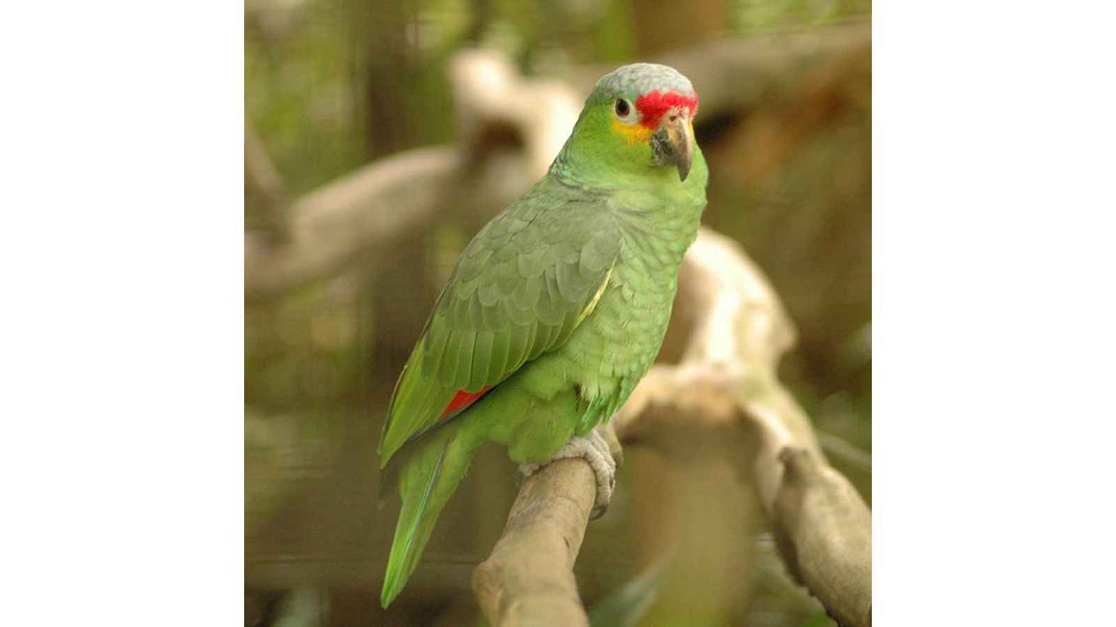 World Parrot Day 2023: Date, History, Facts, Activities - Eduvast.com