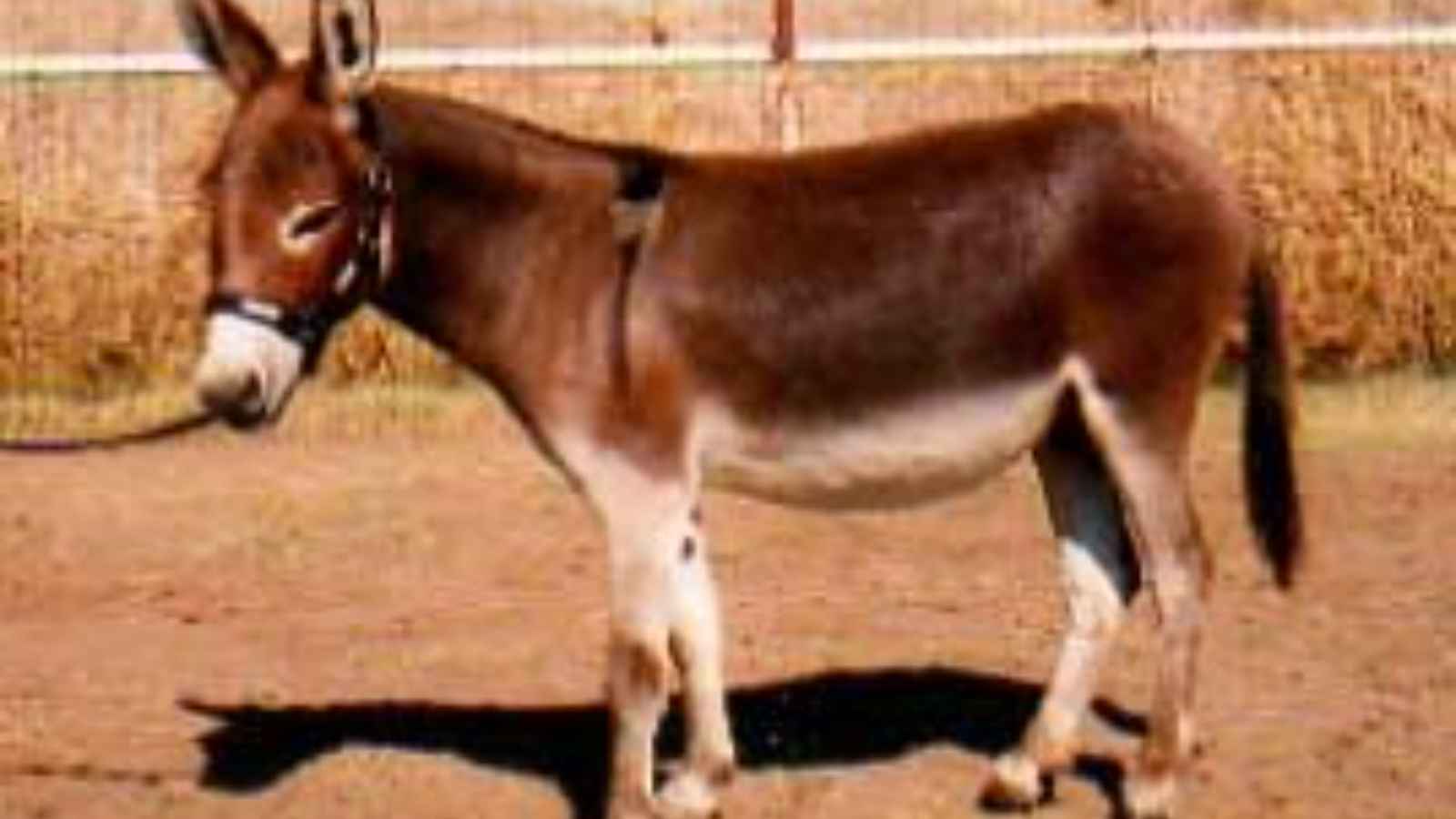 World Donkey Day 2023: Date, History, Facts, Activities