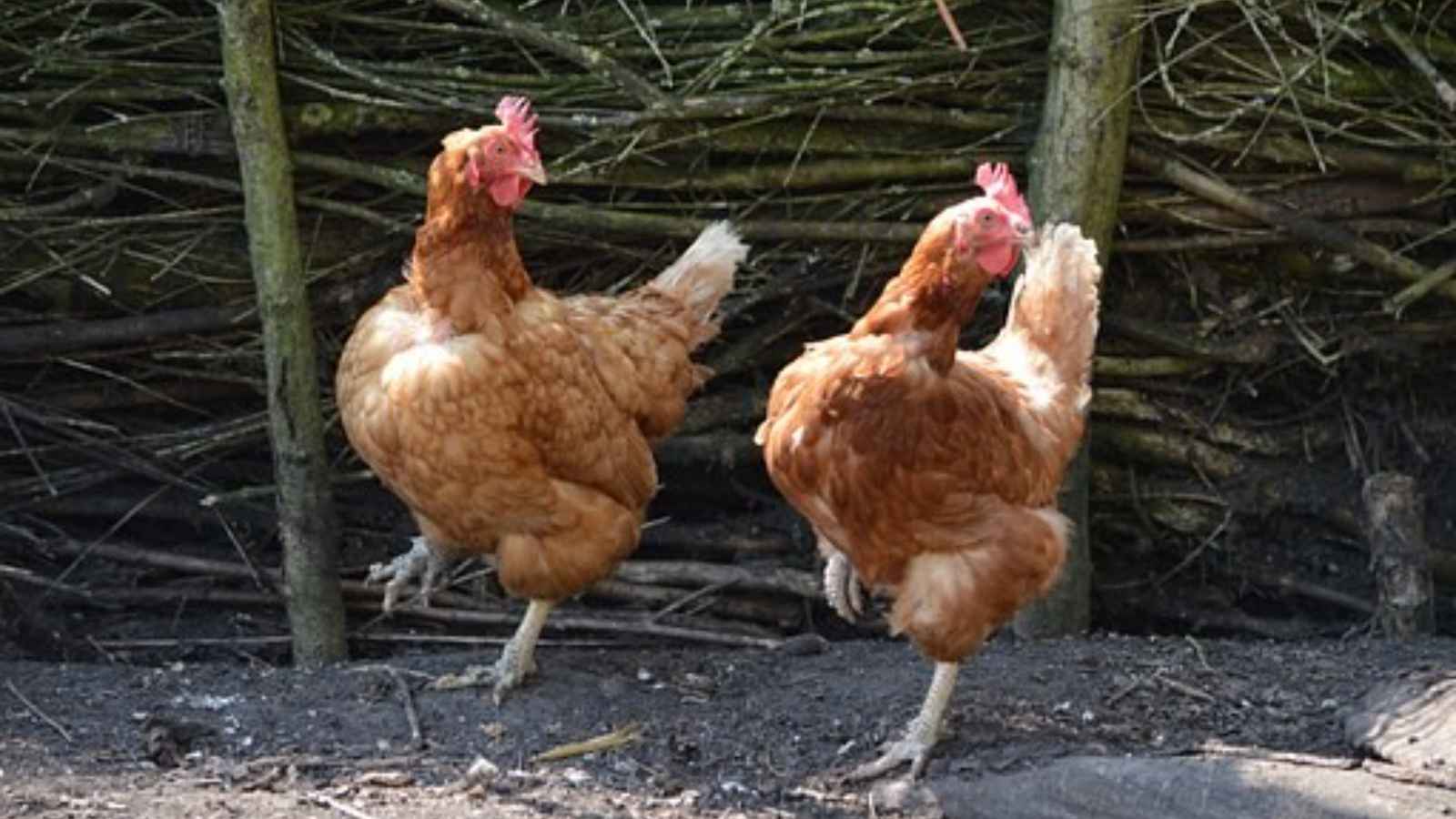 National Dance Like a Chicken Day 2023: Date, History, Facts Chicken Dance
