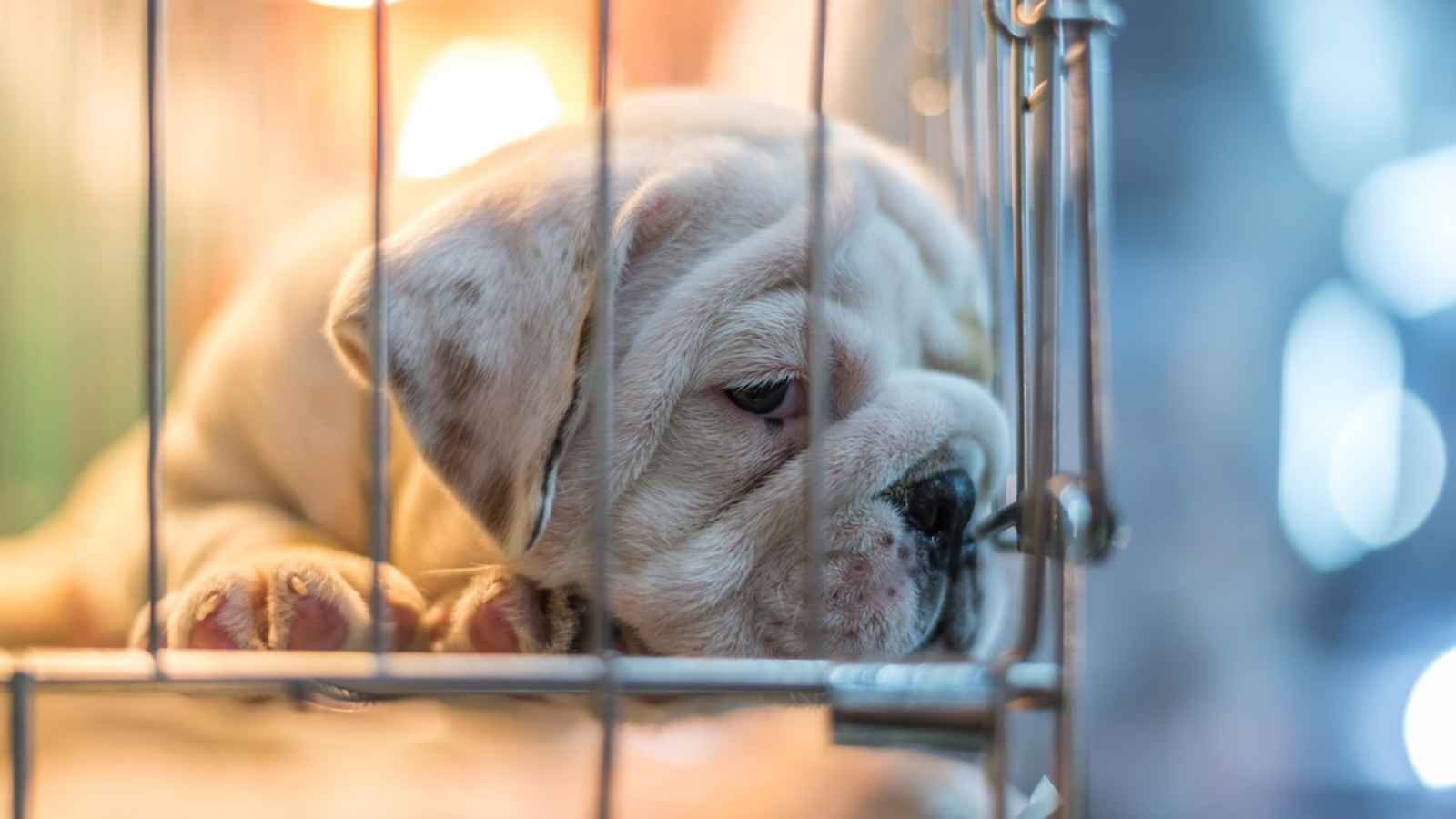 Puppy Mill Action Week Puppy Mill Action Week 2023: Date, History, Facts Regarding the Dog Mill Market