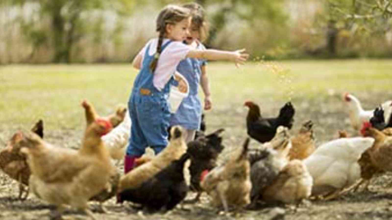 International Respect for Chickens Day 2023 Date, History, Facts about