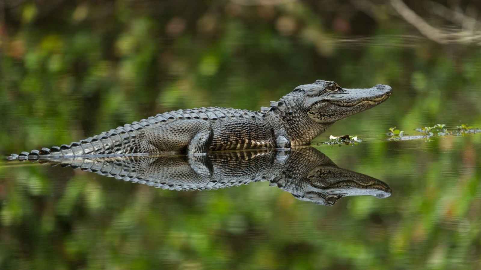 National Alligator Day 2023: Date, History, Facts, Activities