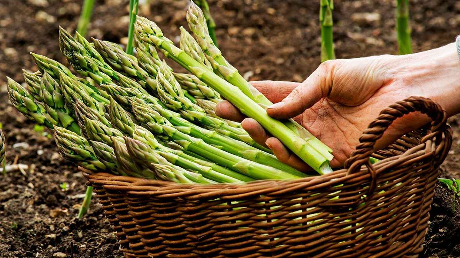 National Asparagus Day 2023: Date, History, Facts, Activities