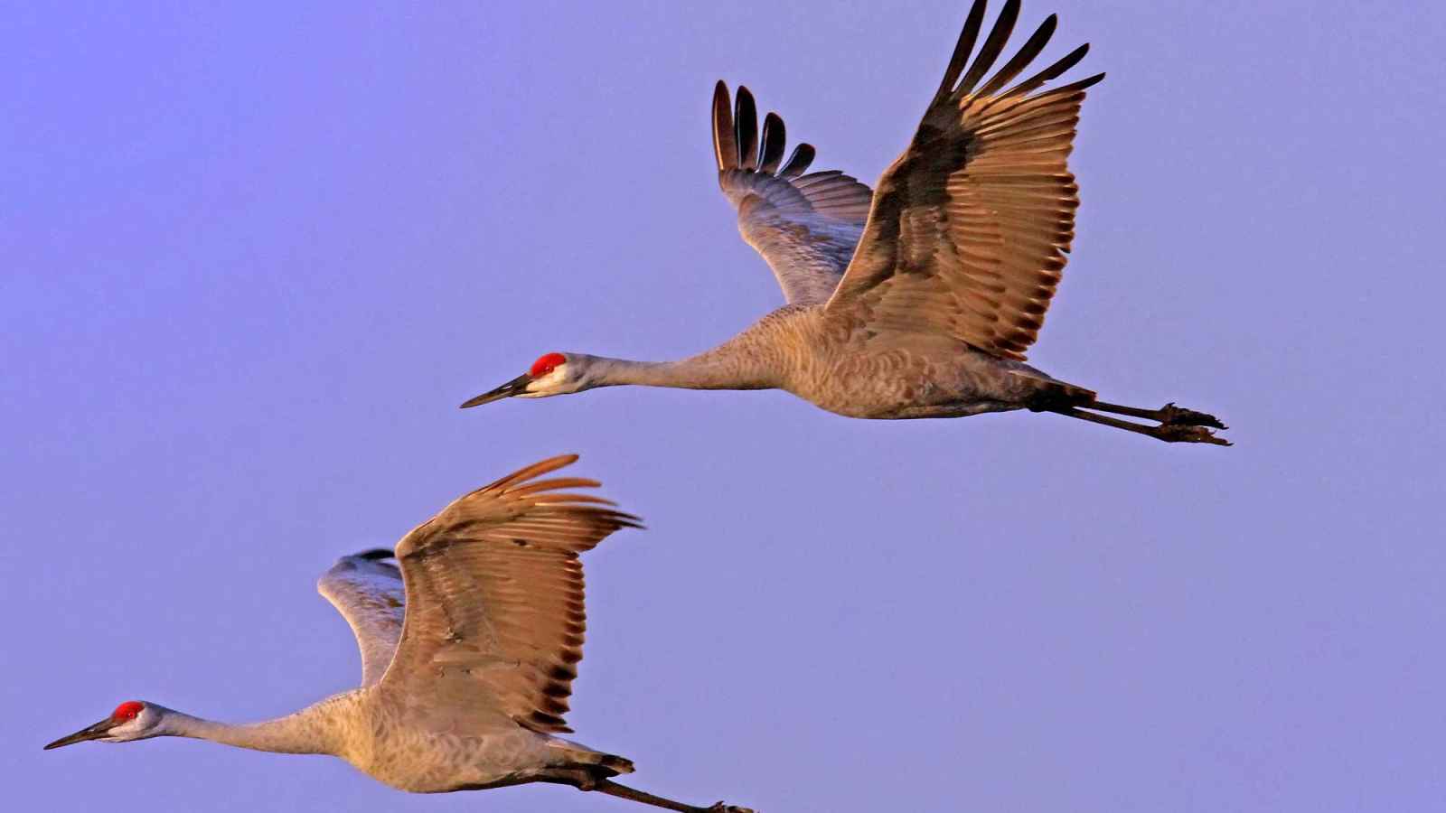 World Migratory Bird Day 2023: Date, History, Activities