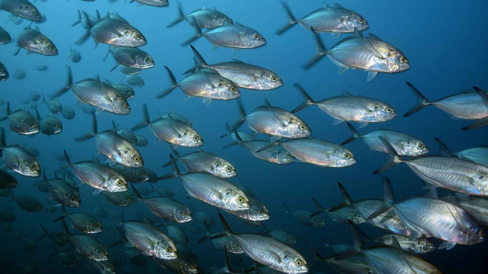 World Fish Migration Day 2023: Date, History, Facts about Fish