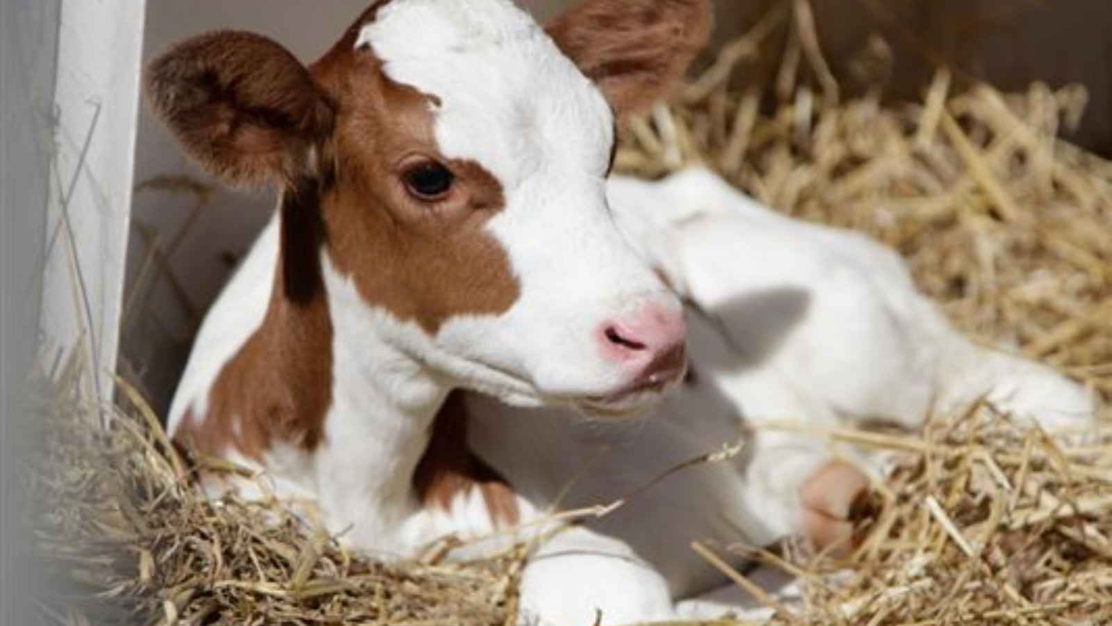 National Veal Ban Action Day 2023: Date, History, Things about Factory Farms
