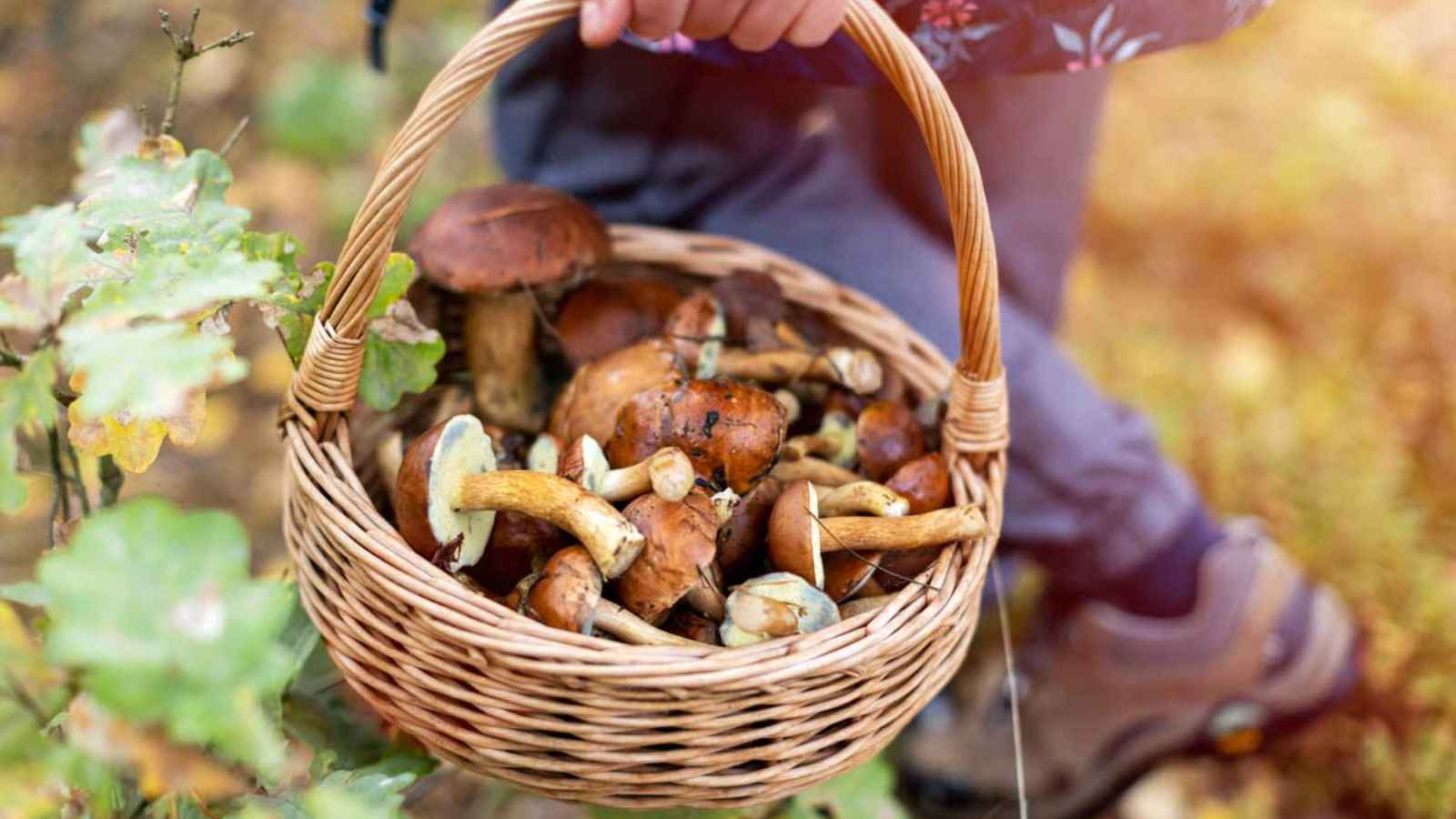 National Mushroom Hunting Day 2023: Date, History, Facts, Activities