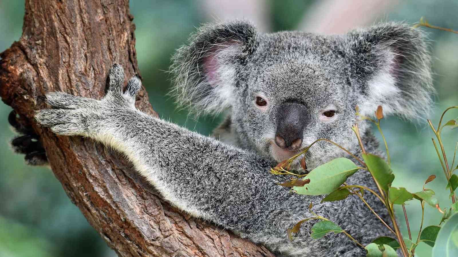 International Wild Koala Day International Wild Koala Day 2023: Date, History, Facts about Koalas