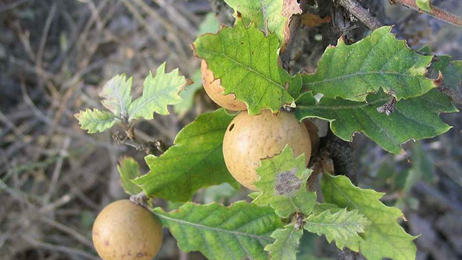 Oak Apple Day 2023: Date, History, Facts, Activities