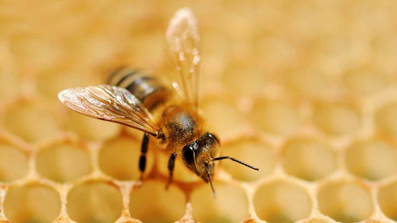 World Bee Day 2023: Date, History, Facts about Bees