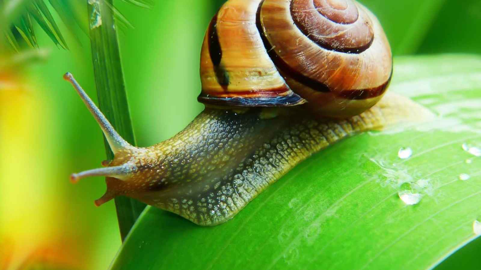 National Snail Day 2023: Date, History, Facts, Activities