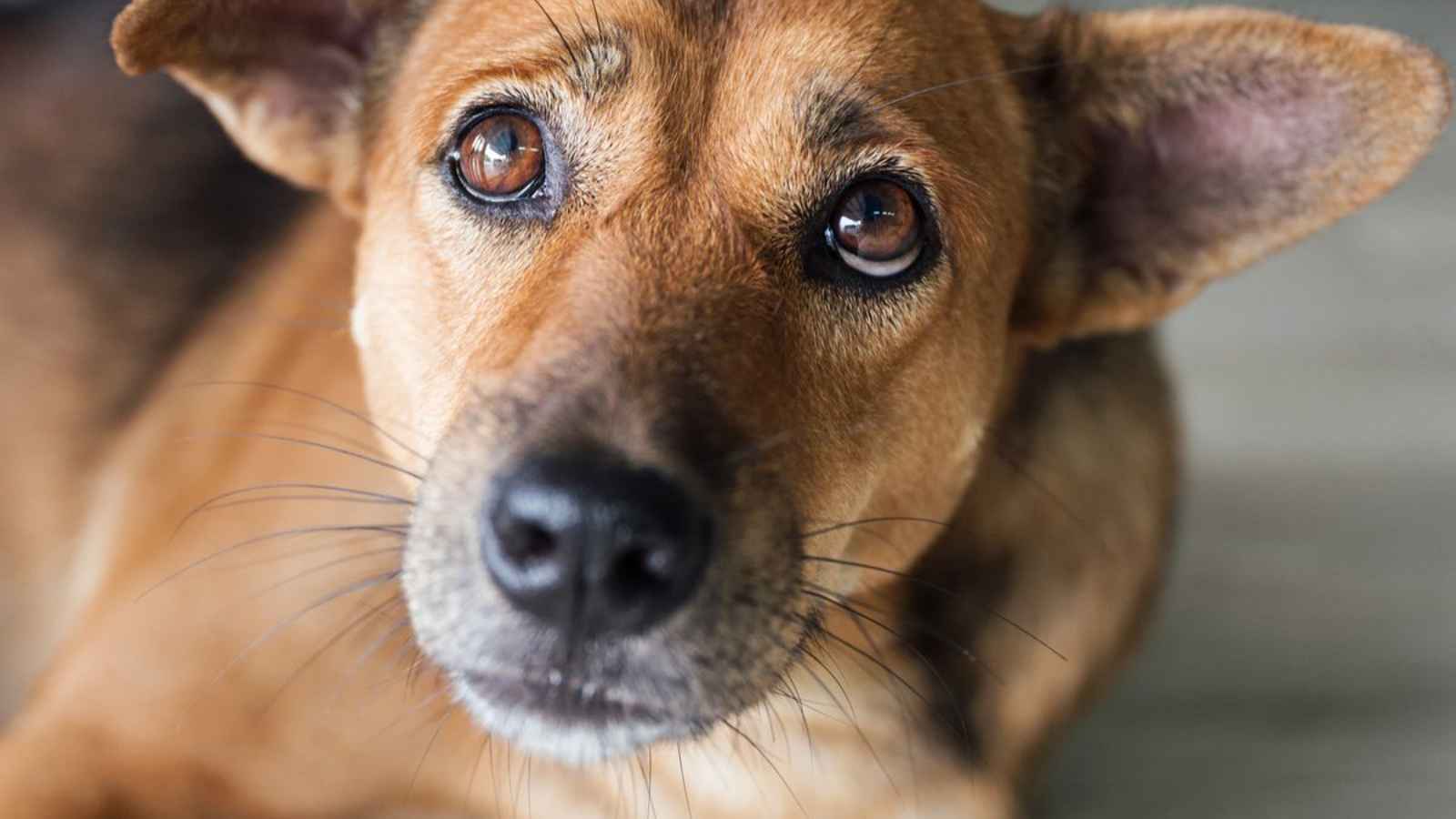 National Rescue Dog Day 2023: Date, History, Facts about Animal Cruelty