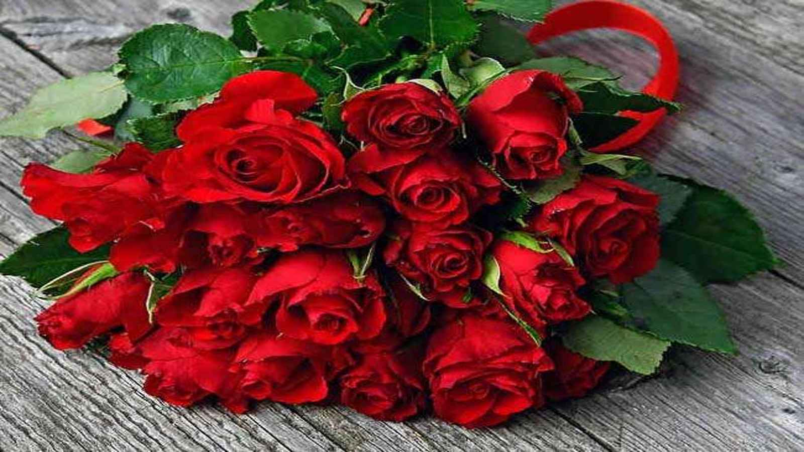 National Red Rose Day 2023: Date, History, Facts about Roses