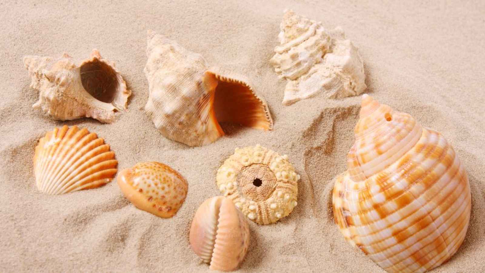National Seashell Day 2023: Date, History, Facts about Seashell