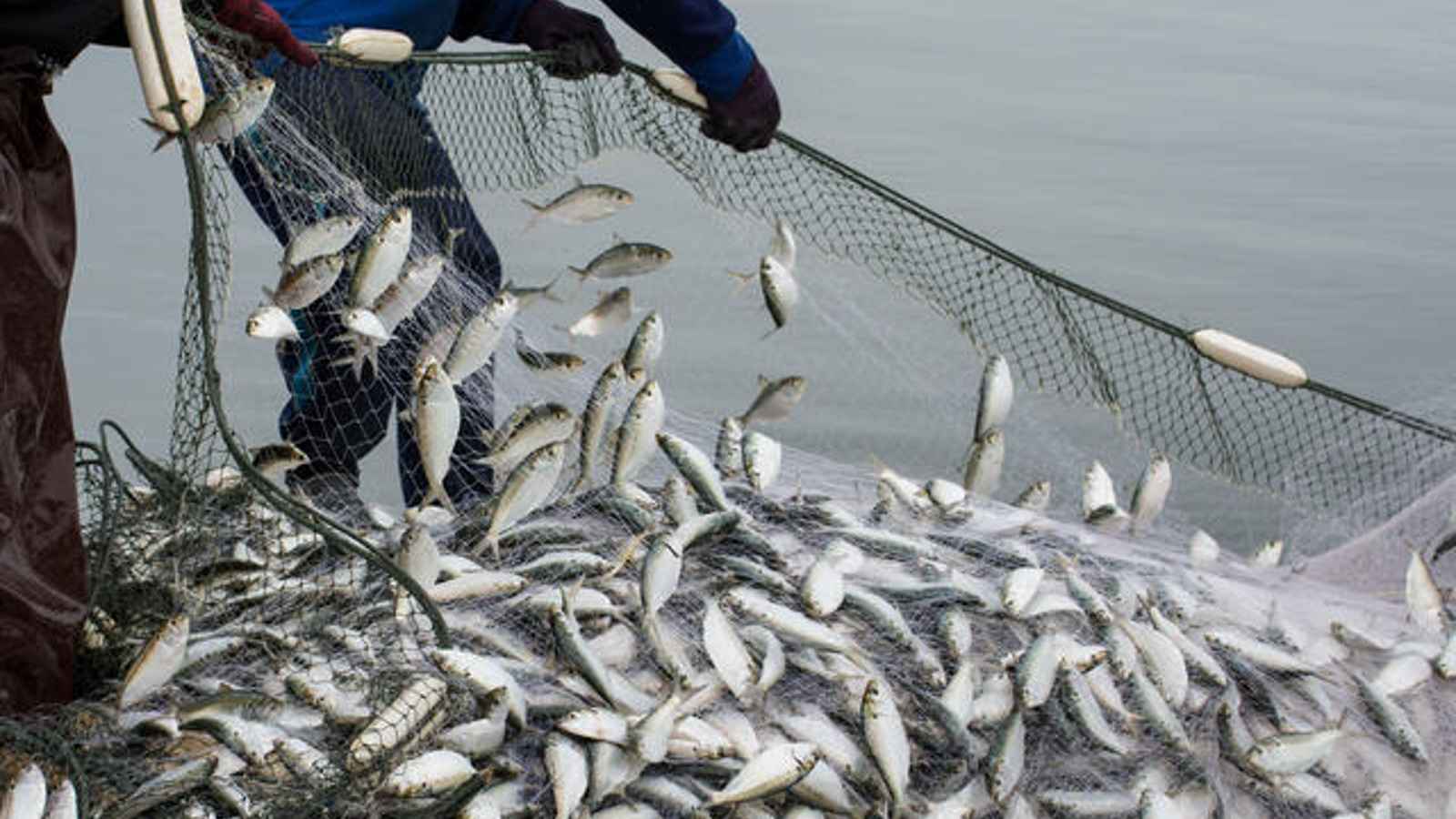International Day for the Fight against Illegal Unreported and Unregulated Fishing International Day for the Fight against Illegal Unreported and Unregulated Fishing 2023: Date, History, Facts about Illegal Fishing